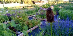 Rudbeckia occidentalis 'Green Wizard' Mustapäivänhattu
